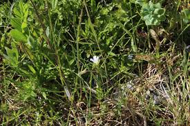 Attēlu rezultāti vaicājumam “Cerastium holosteoides”