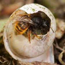 Attēlu rezultāti vaicājumam “Osmia bicolor”