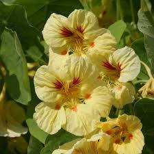 Image result for Tropaeolum majes