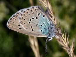 Attēlu rezultāti vaicājumam “Phengaris arion underside”