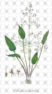 Attēlu rezultāti vaicājumam “Alisma plantago-aquatica fruit”