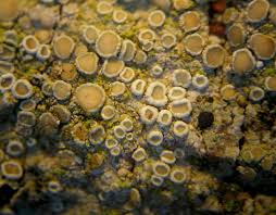 Attēlu rezultāti vaicājumam “Lecanora carpinea”