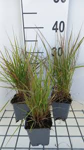 Attēlu rezultāti vaicājumam “Alopecurus pratensis fruit”