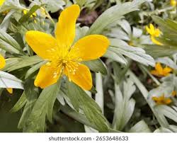 Attēlu rezultāti vaicājumam “Anemone ranunculoides flower”