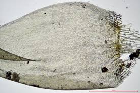 Attēlu rezultāti vaicājumam “Calliergonella lindbergii”