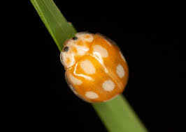 Attēlu rezultāti vaicājumam “Calvia decemguttata larva”