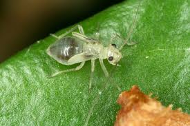 Attēlu rezultāti vaicājumam “Psocoptera”