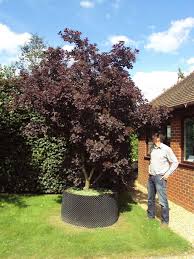 Attēlu rezultāti vaicājumam “Cotinus coggygria”