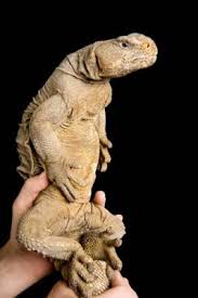 Image result for Reptilian egypt