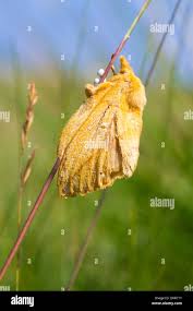 Attēlu rezultāti vaicājumam “Euthrix potatoria imago”