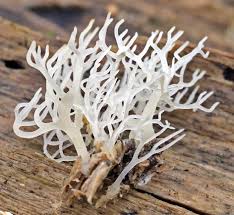 Attēlu rezultāti vaicājumam “Lentaria epichnoa”