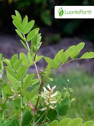 Attēlu rezultāti vaicājumam “Astragalus glycyphyllos fruit”