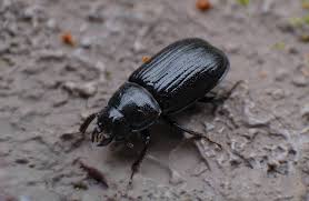 Attēlu rezultāti vaicājumam “Ceruchus chrysomelinus”