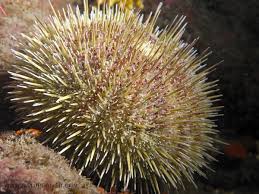 Image result for Strongylocentrotus droebachiensis