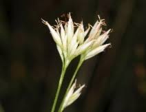 Attēlu rezultāti vaicājumam “Rhynchospora alba”