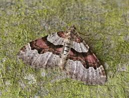 Attēlu rezultāti vaicājumam “Xanthorhoe designata”