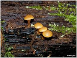 Attēlu rezultāti vaicājumam “Galerina marginata”