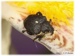 Attēlu rezultāti vaicājumam “Mononychus punctumalbum”