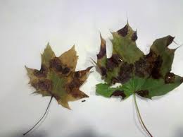 Attēlu rezultāti vaicājumam “Rhytisma acerinum”