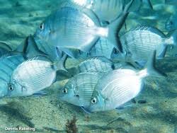 Image result for Diplodus cadenati