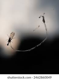 Attēlu rezultāti vaicājumam “Raphidioptera imago”