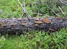 Attēlu rezultāti vaicājumam “Inonotus leporinus”