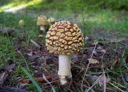 Attēlu rezultāti vaicājumam “Amanita regalis”