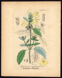 Image result for Galeopsis segetum