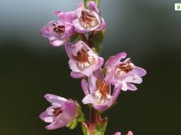 Attēlu rezultāti vaicājumam “Calluna vulgaris flower”