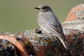Attēlu rezultāti vaicājumam “Phoenicurus ochruros female”