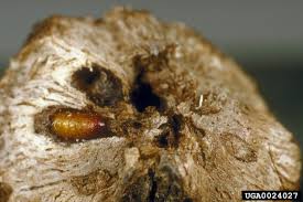 Attēlu rezultāti vaicājumam “Urophora cardui”