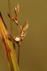Attēlu rezultāti vaicājumam “Cribraria pertenuis stalked”