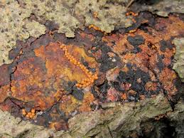 Attēlu rezultāti vaicājumam “Leocarpus fragilis spores”