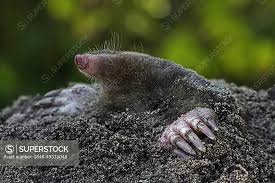 Attēlu rezultāti vaicājumam “Talpa europaea”