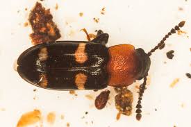 Attēlu rezultāti vaicājumam “Erotylidae”