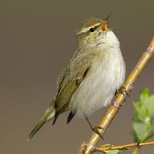 Image result for Phylloscopus borealis