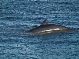 Image result for Balaenoptera bonaerensis