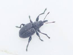 Attēlu rezultāti vaicājumam “Apion sp.”