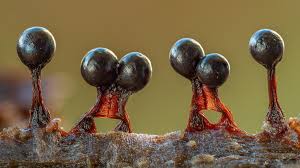 Attēlu rezultāti vaicājumam “Lamproderma arcyrioides macro”