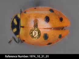 Attēlu rezultāti vaicājumam “Coccinellidae”