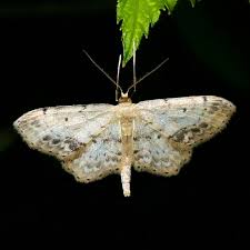 Attēlu rezultāti vaicājumam “Idaea dimidiata”
