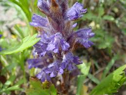 Attēlu rezultāti vaicājumam “Orobanche coerulescens bud”