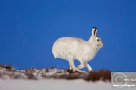 Attēlu rezultāti vaicājumam “Lepus timidus”