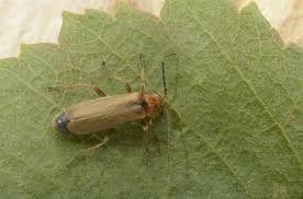 Attēlu rezultāti vaicājumam “Cantharis figurata”