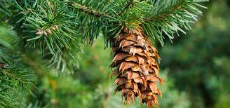 Attēlu rezultāti vaicājumam “Pseudotsuga menziesii fruit”