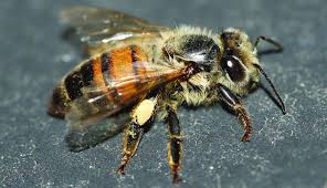 Attēlu rezultāti vaicājumam “Apis mellifera”