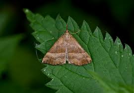 Attēlu rezultāti vaicājumam “Hypena proboscidalis”