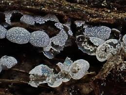 Attēlu rezultāti vaicājumam “Physarum bryocorticola macro”