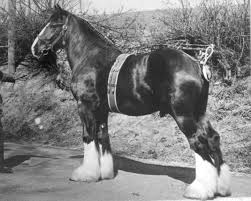 Image result for Staffordshire Stallions