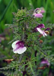 Attēlu rezultāti vaicājumam “Pedicularis palustris flower”